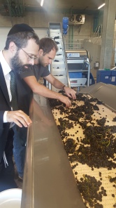 sorting table at Domaine Roy with Rabbi Tzvi Fischer and Jared Etzel (the winemaker)